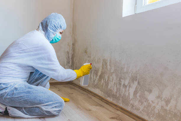 Licensed Mold Inspection service in Little Ferry, NJ - WQB Mold Removal